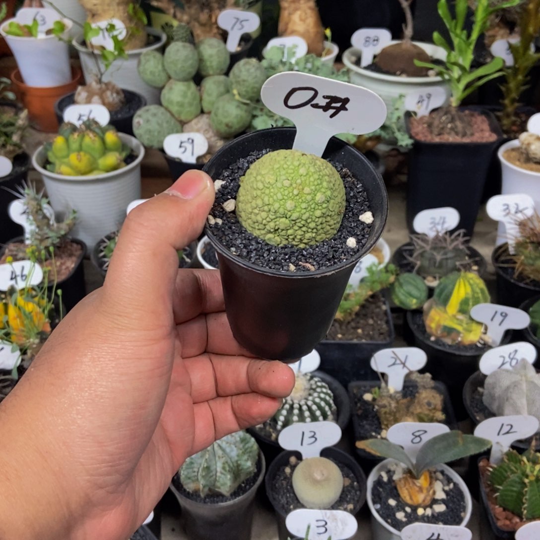 凝提玉一个一物一拍