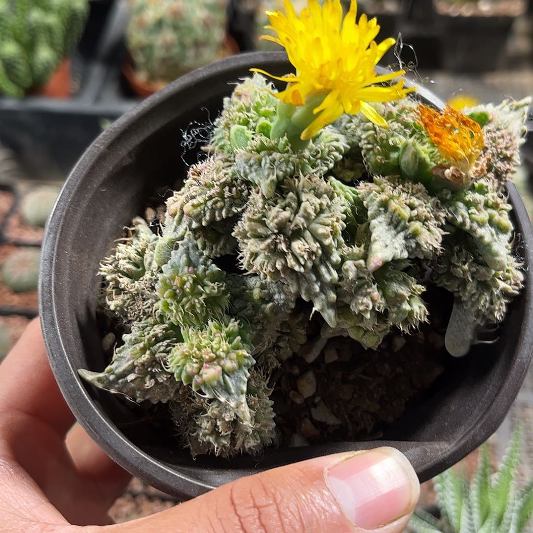 狂野怒涛群生单头发货单头