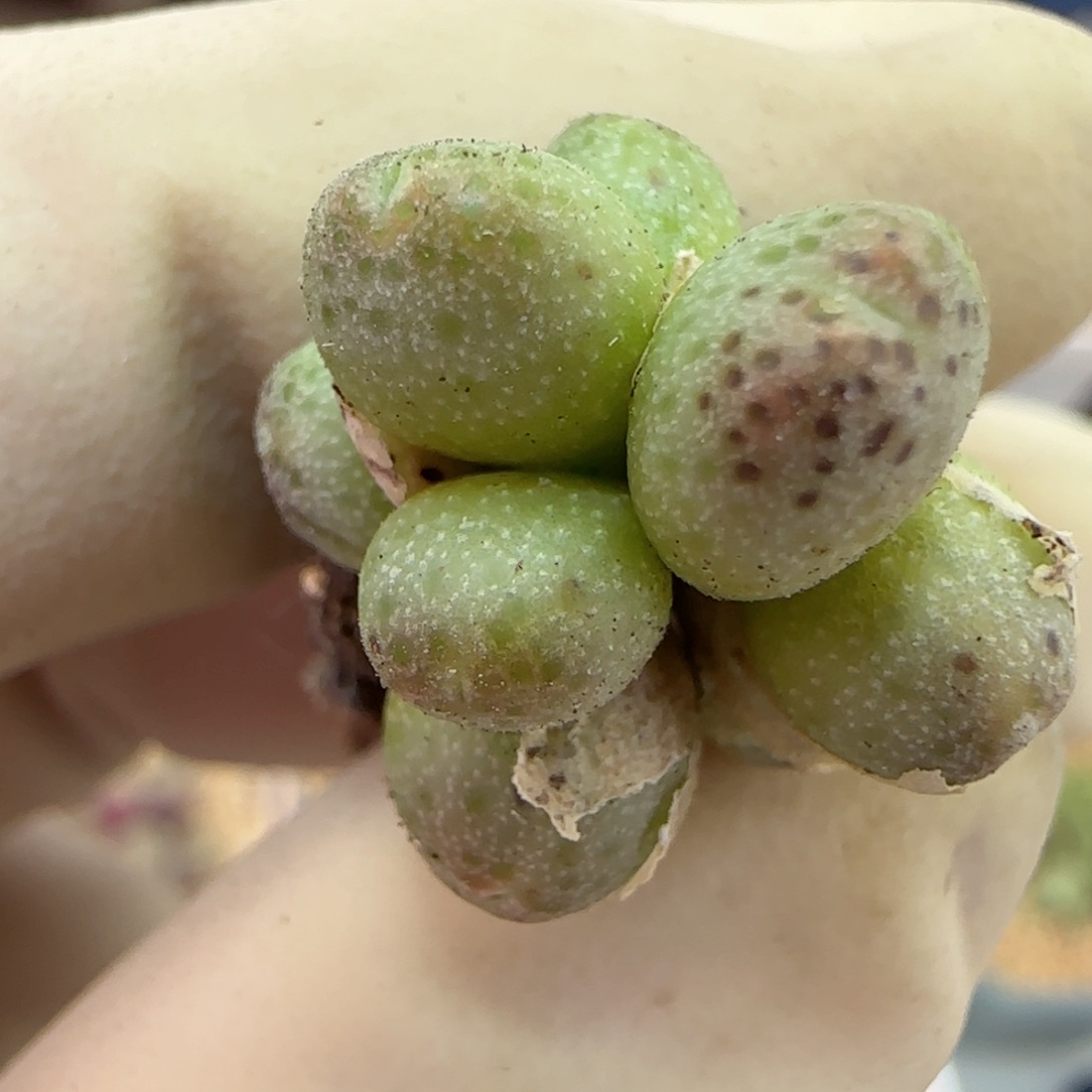 906龙猫斑马福利