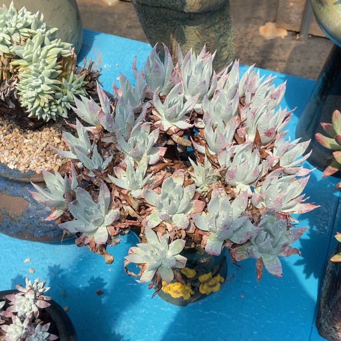 福利多肉植物啦啦啦