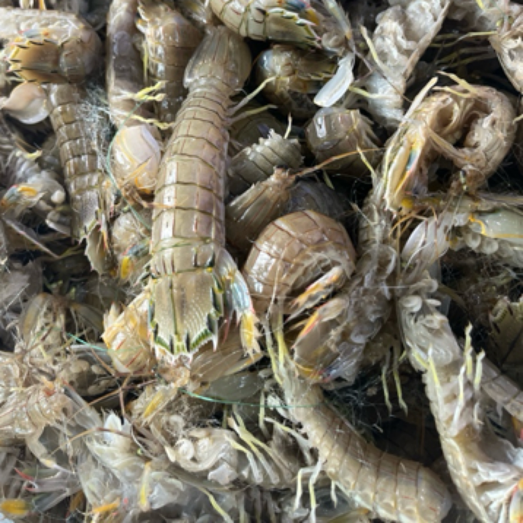 鲜活虾爬子108元6斤可加工保鲜不保活