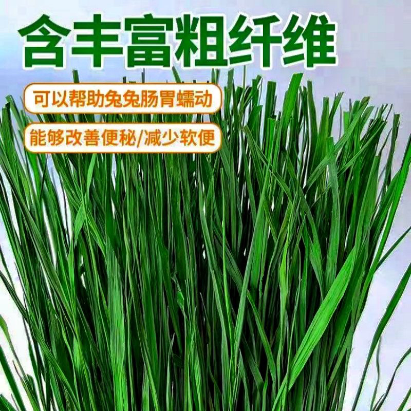烘干精品提摩西干草龙猫豚鼠兔子荷兰猪实用主粮草