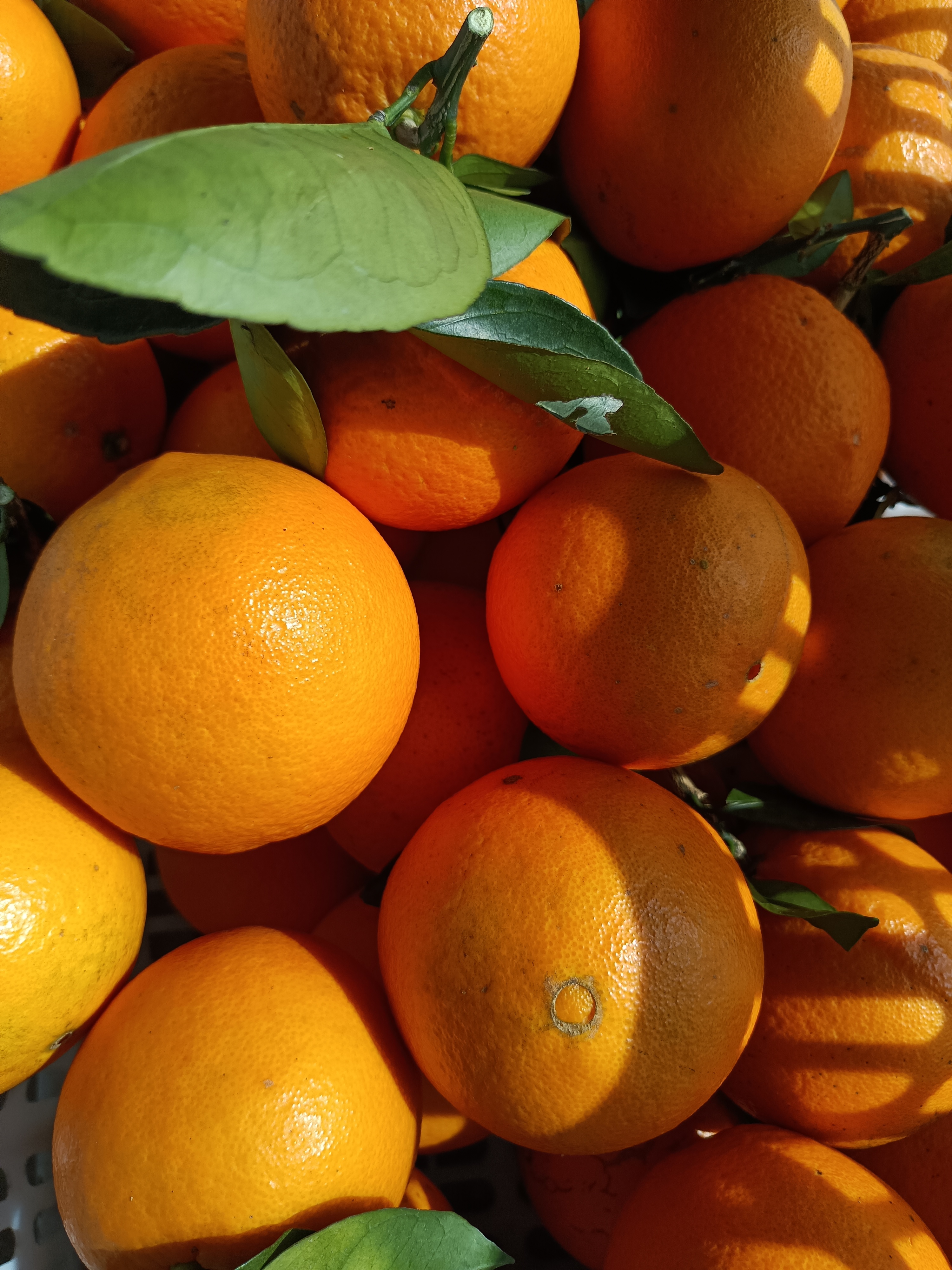 橙心橙意赣南脐橙自家果园自产九省包邮10斤20斤