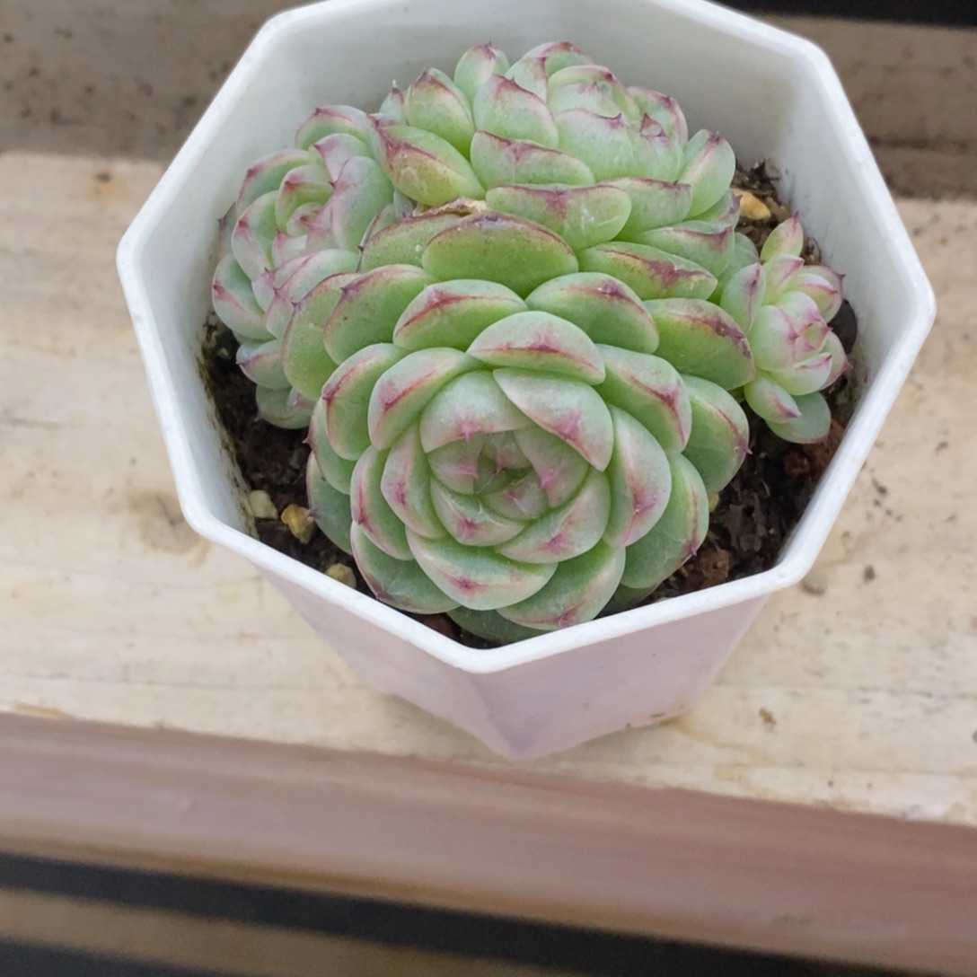 W***.精品多肉一物一拍不包整125