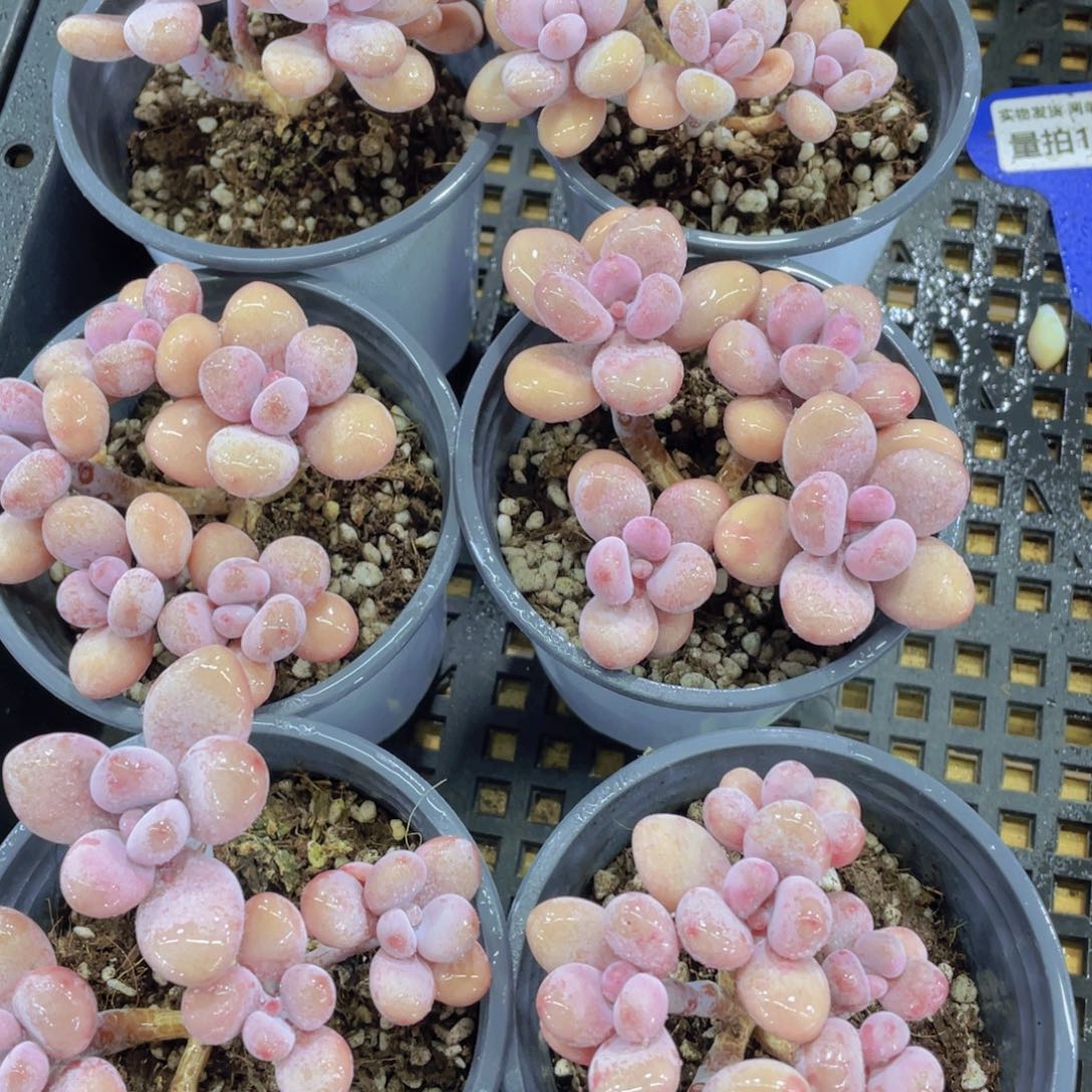 482号 老桩丸叶粉桃蛋多头群一个