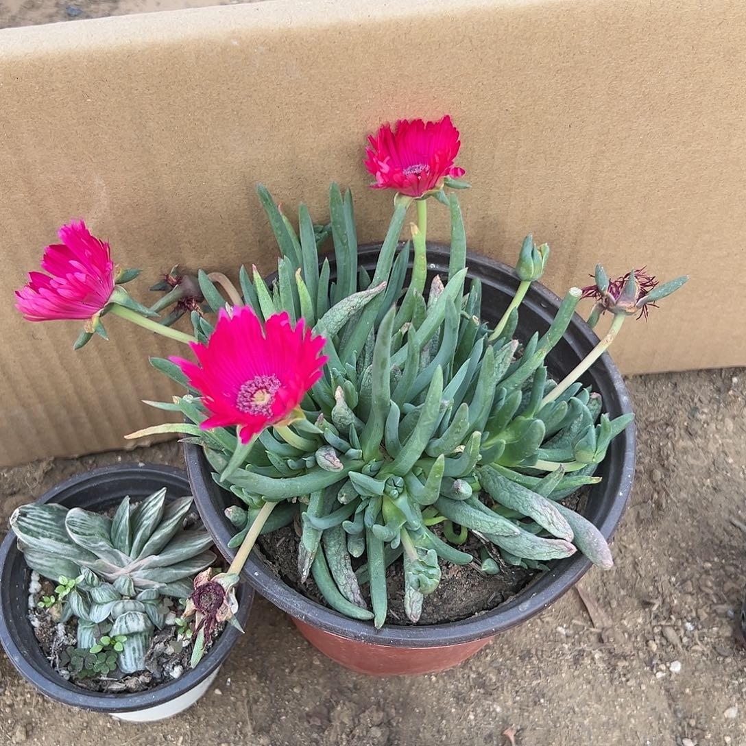 多肉植物红花奔龙