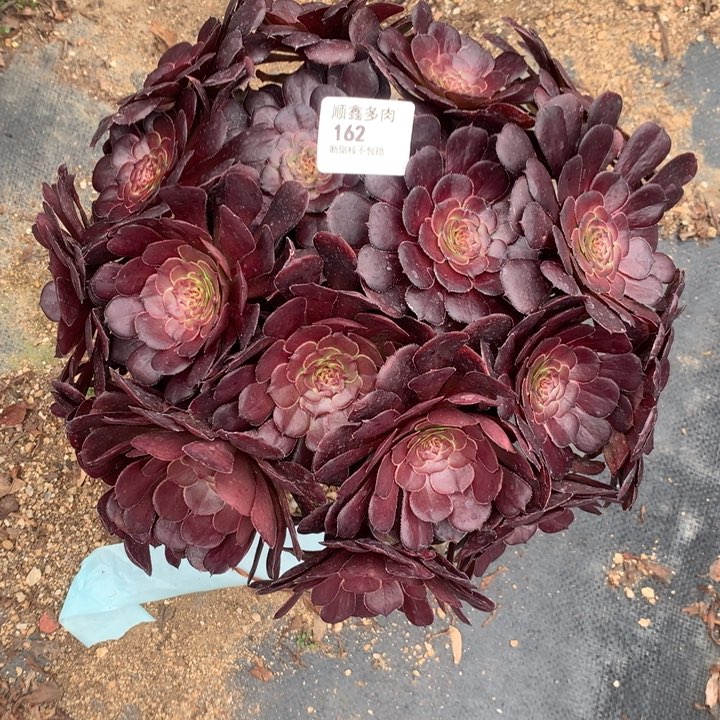 162黑萝莉多肉植物