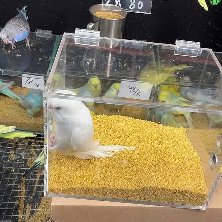 ****咩虎皮鹦鹉金彩虎皮鹦鹉一只