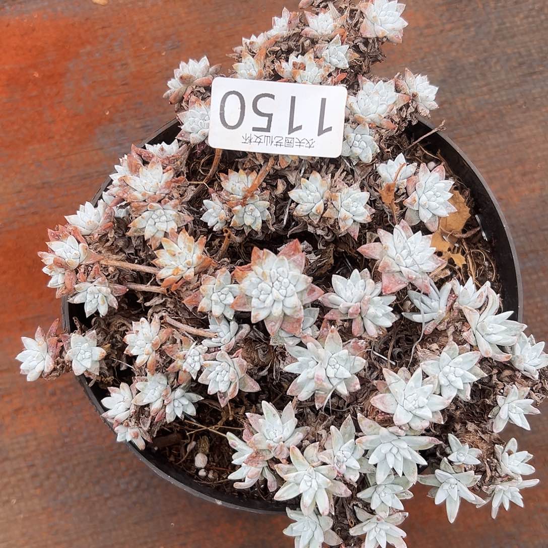 白菊不售后仙女杯多肉。