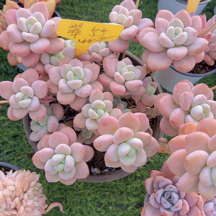 健健康康平平安安