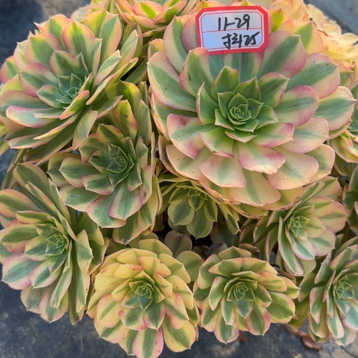 雨荷多肉法师不包损25