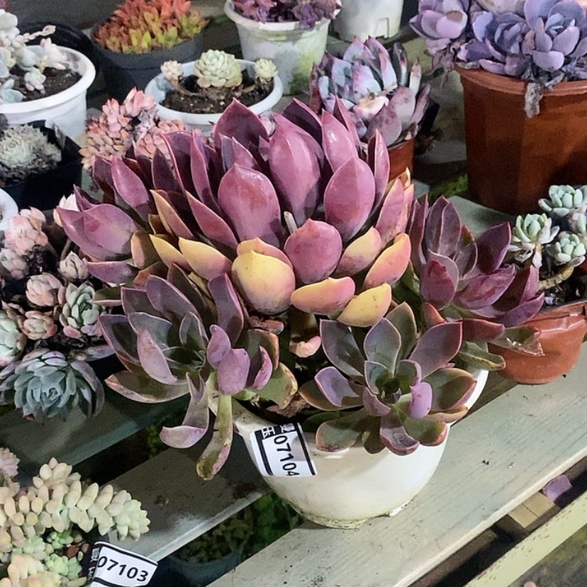 【闪购商品】紫气东来07104