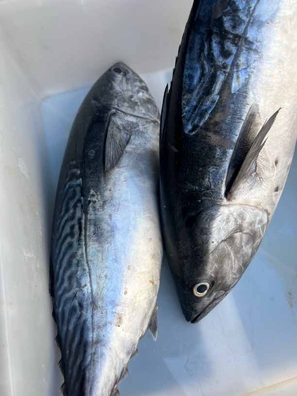 大连獐子岛炮弹鱼一条5.8斤 顺丰包邮