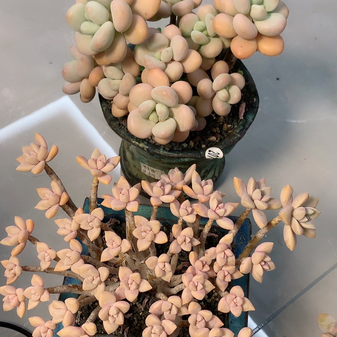 【闪购商品】彤彤两颗