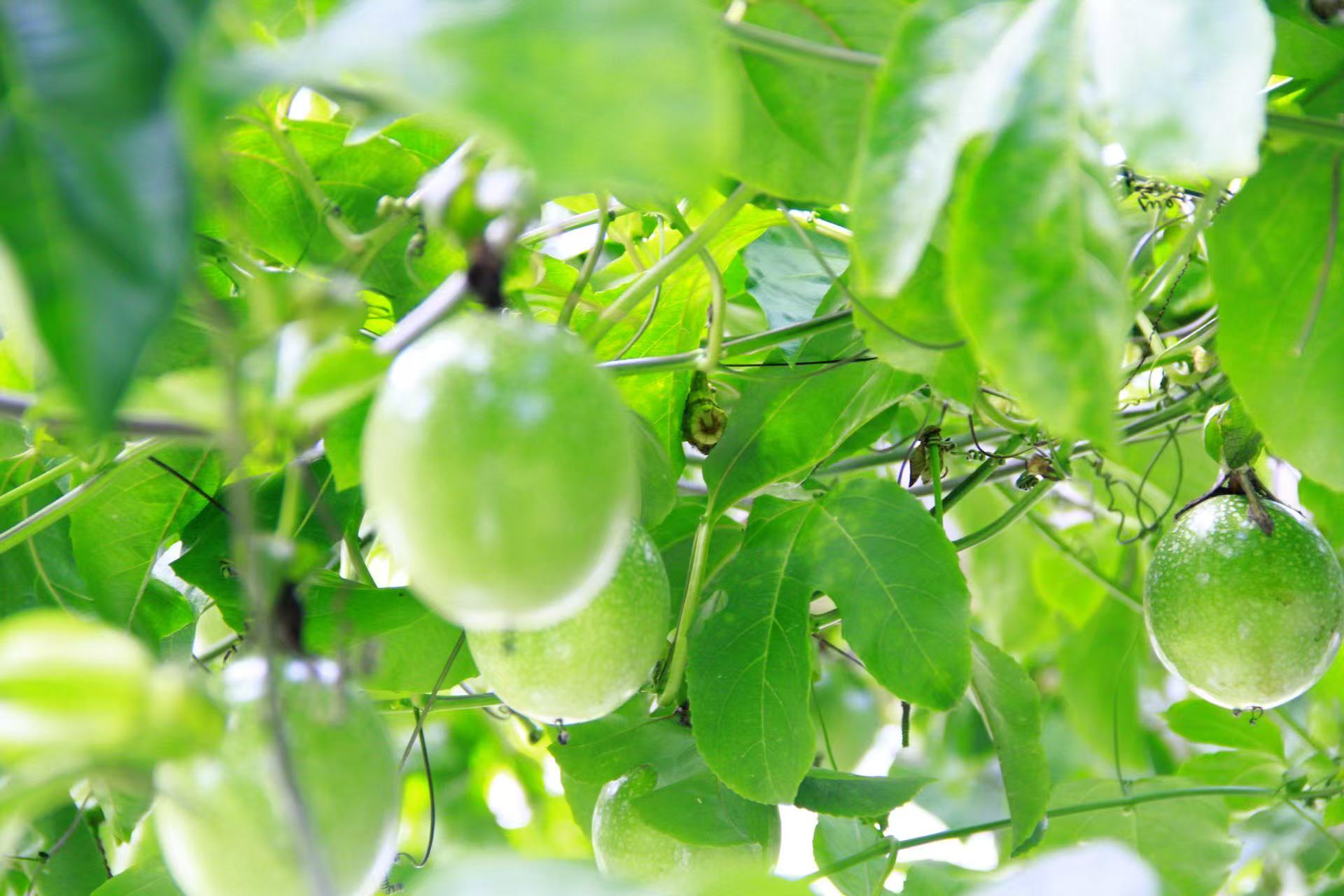 江西钦蜜9号百香果当季水果香甜多汁果园现摘现发5斤