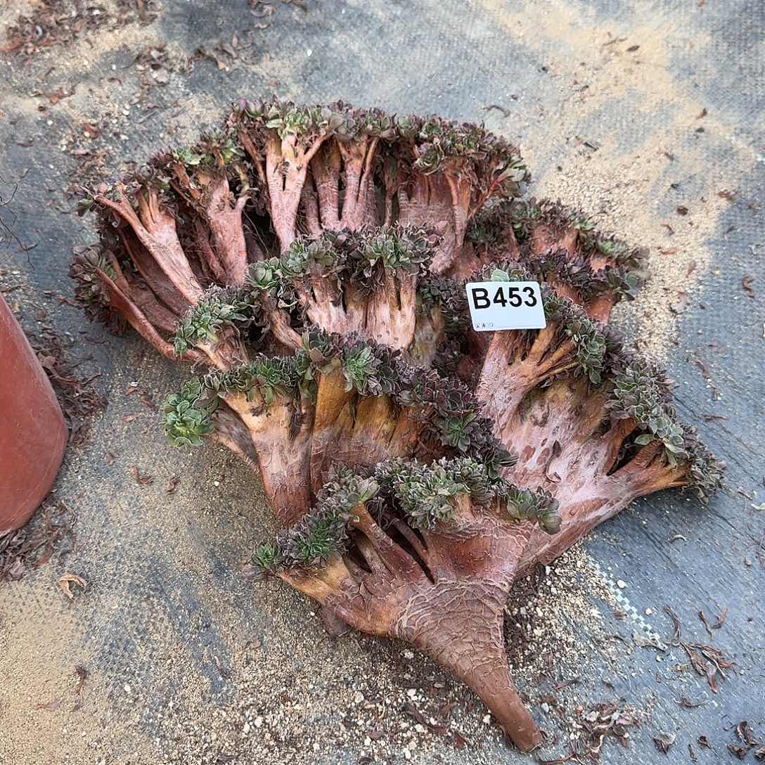 453玫瑰砍头共8个有伤