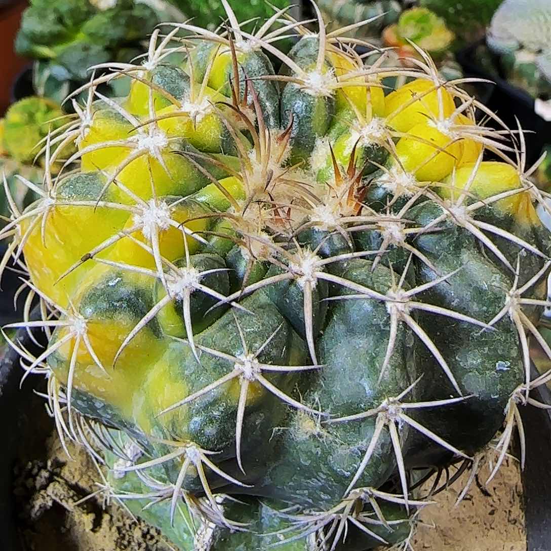 圆盘玉锦950仙人球