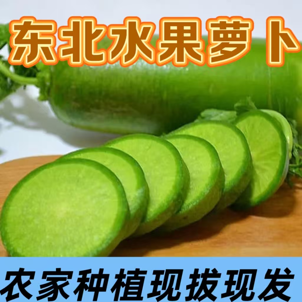 东北青皮水果萝卜青萝卜农家菜园种植微带土现扒现发