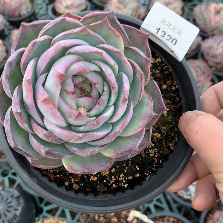 苏*13号下午，1320一颗