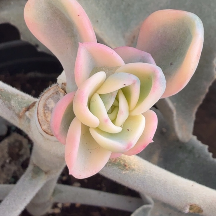 粉体美尻锦腹轮锦