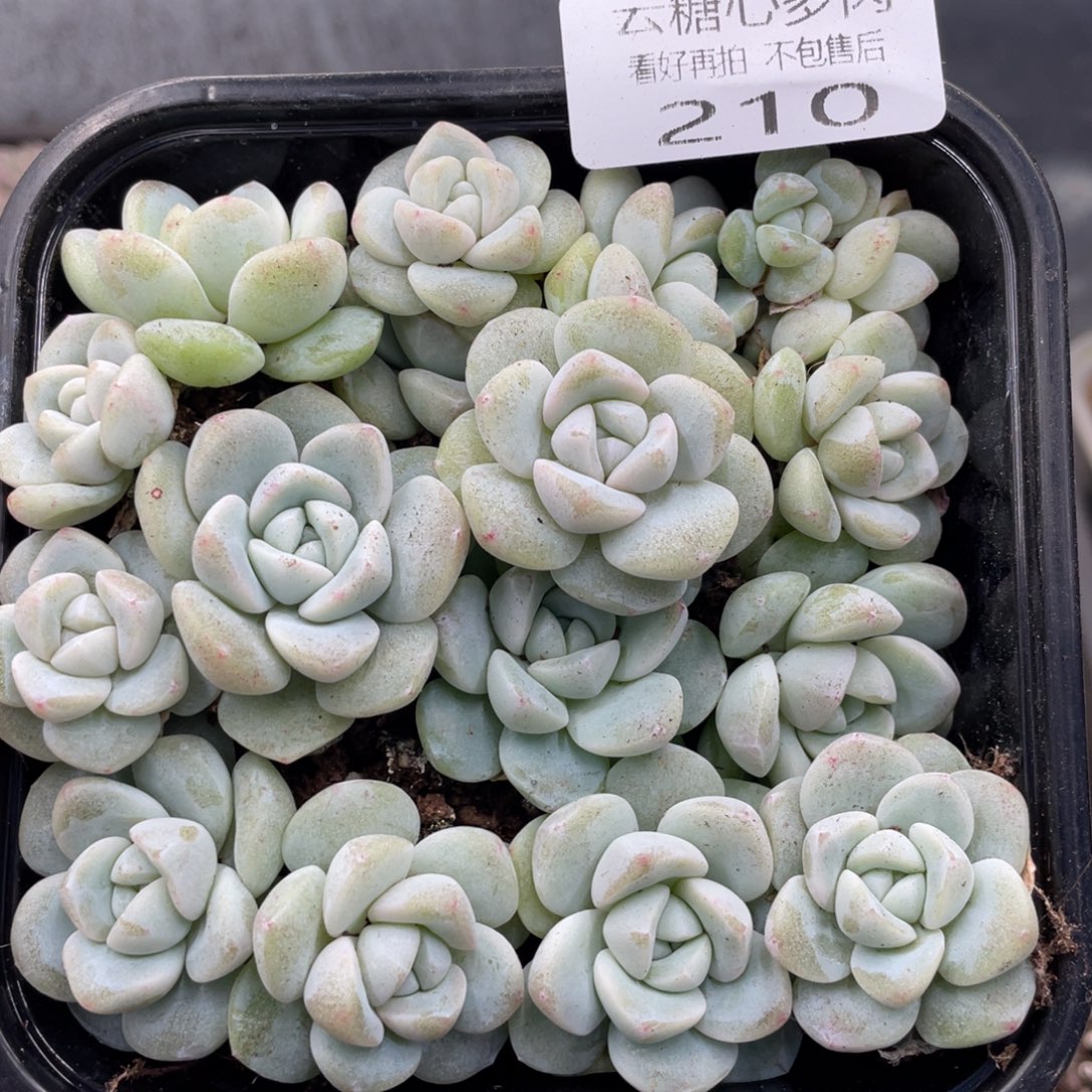 云糖心多肉植物210