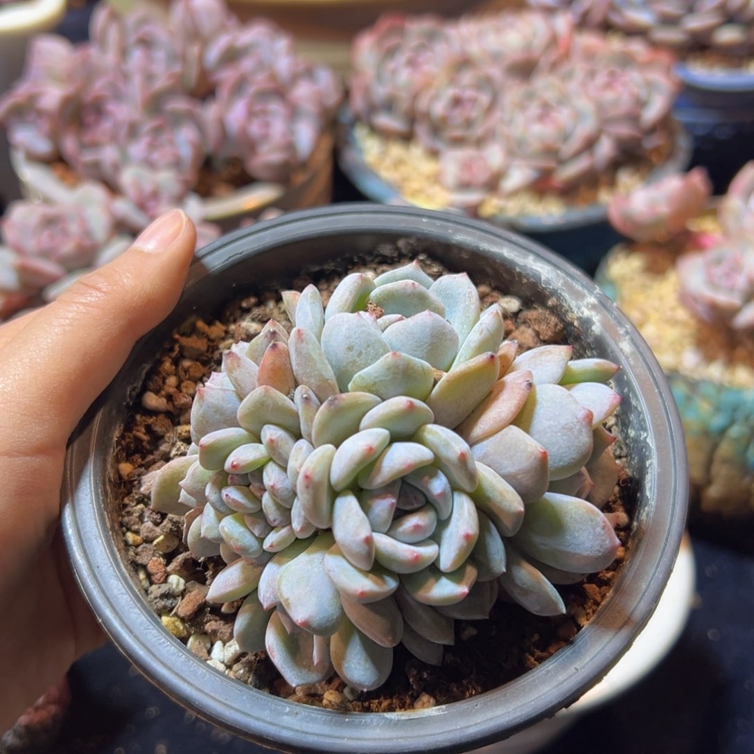 新年快乐 新年快乐