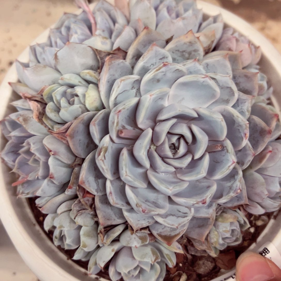 雪兔手捧多肉植物