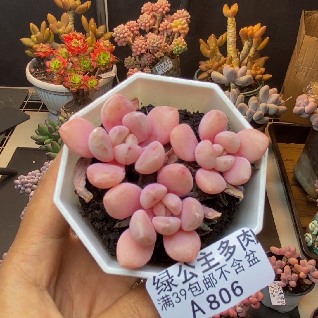 806粉桃花多肉5c m