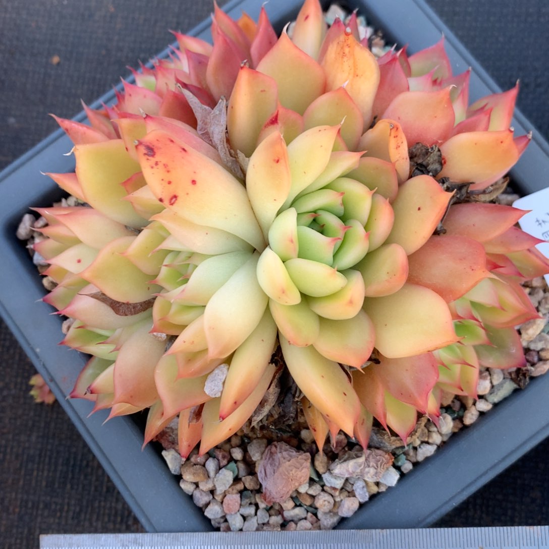 133杂交多肉植物美肉