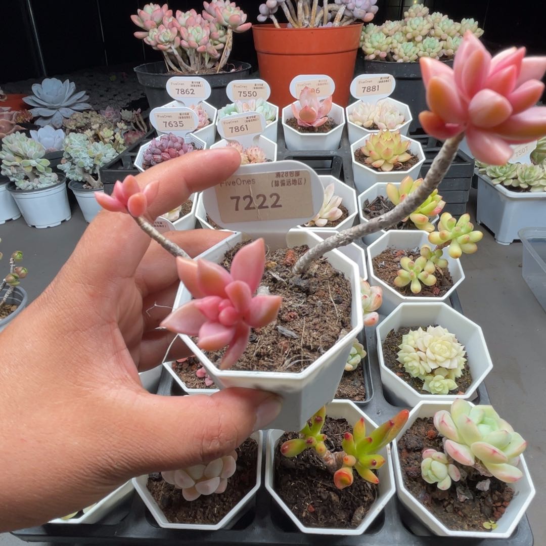 7222姬胧月4.0厘米