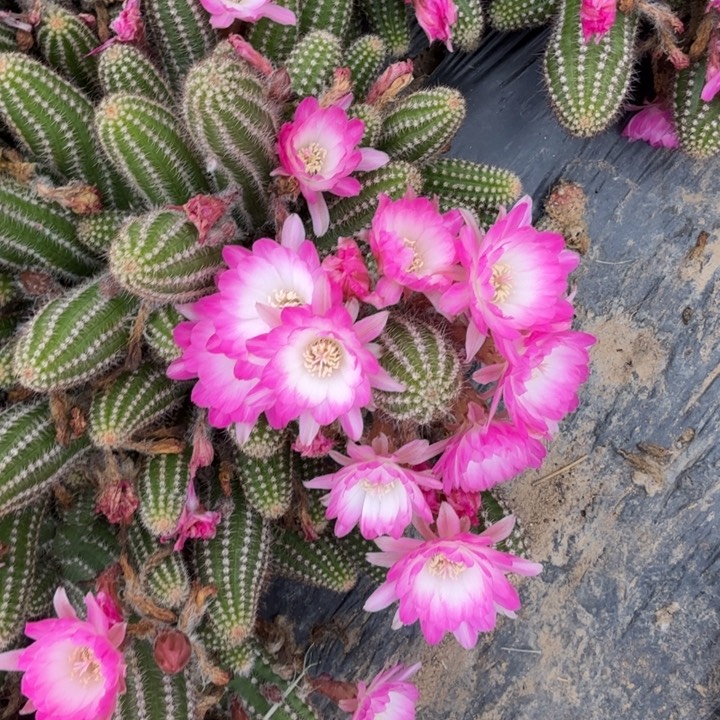 白檀仙人掌588侧芽一个