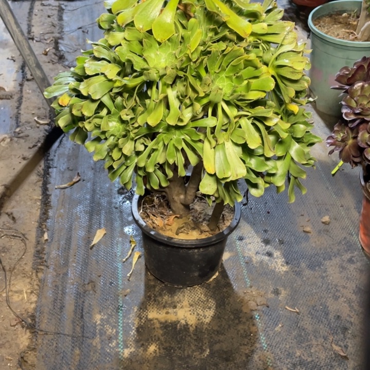 64原始绿法师多肉植物多肉