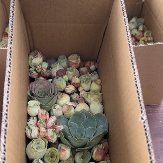 三碗003 玫瑰混合花盒