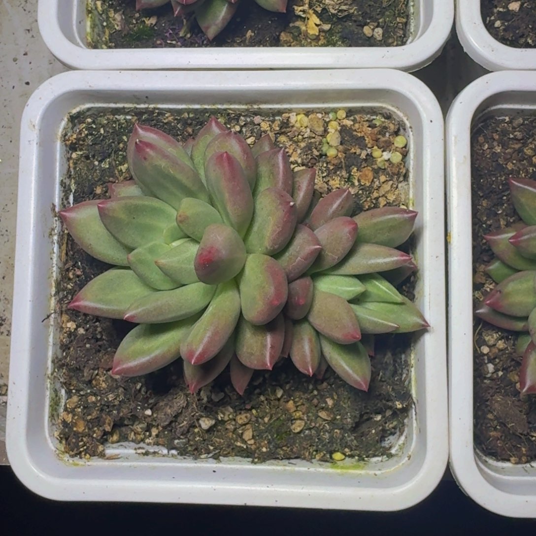 米其林 双头 一物一拍