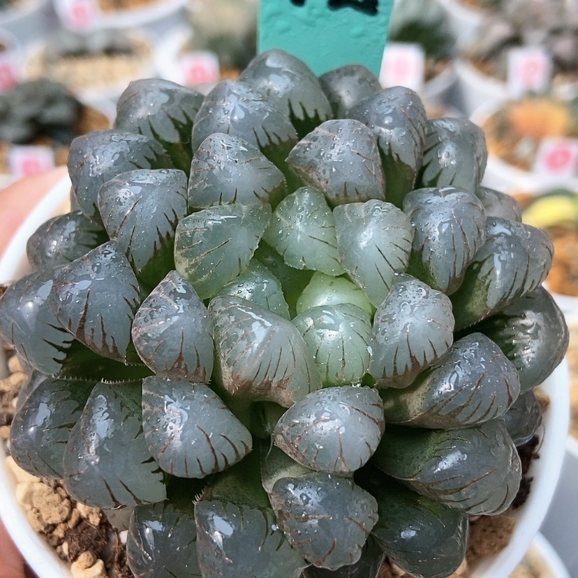 【闪购商品】冰灯42