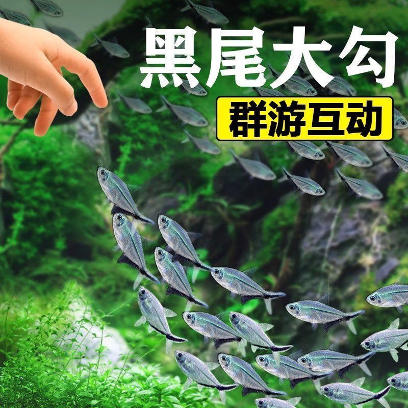 黑尾大勾鱼群游互动鱼淡水鱼小型热带鱼观赏鱼（适合温度20-38度）