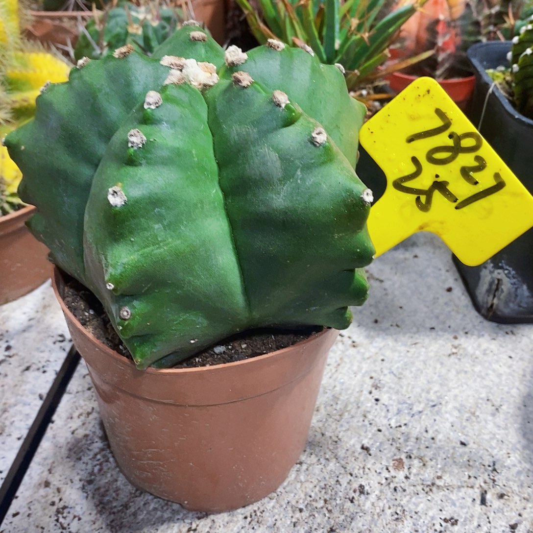 7827号1111111111111个