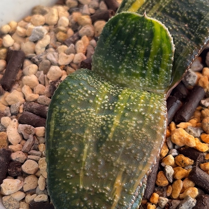 009脱土发货111111111