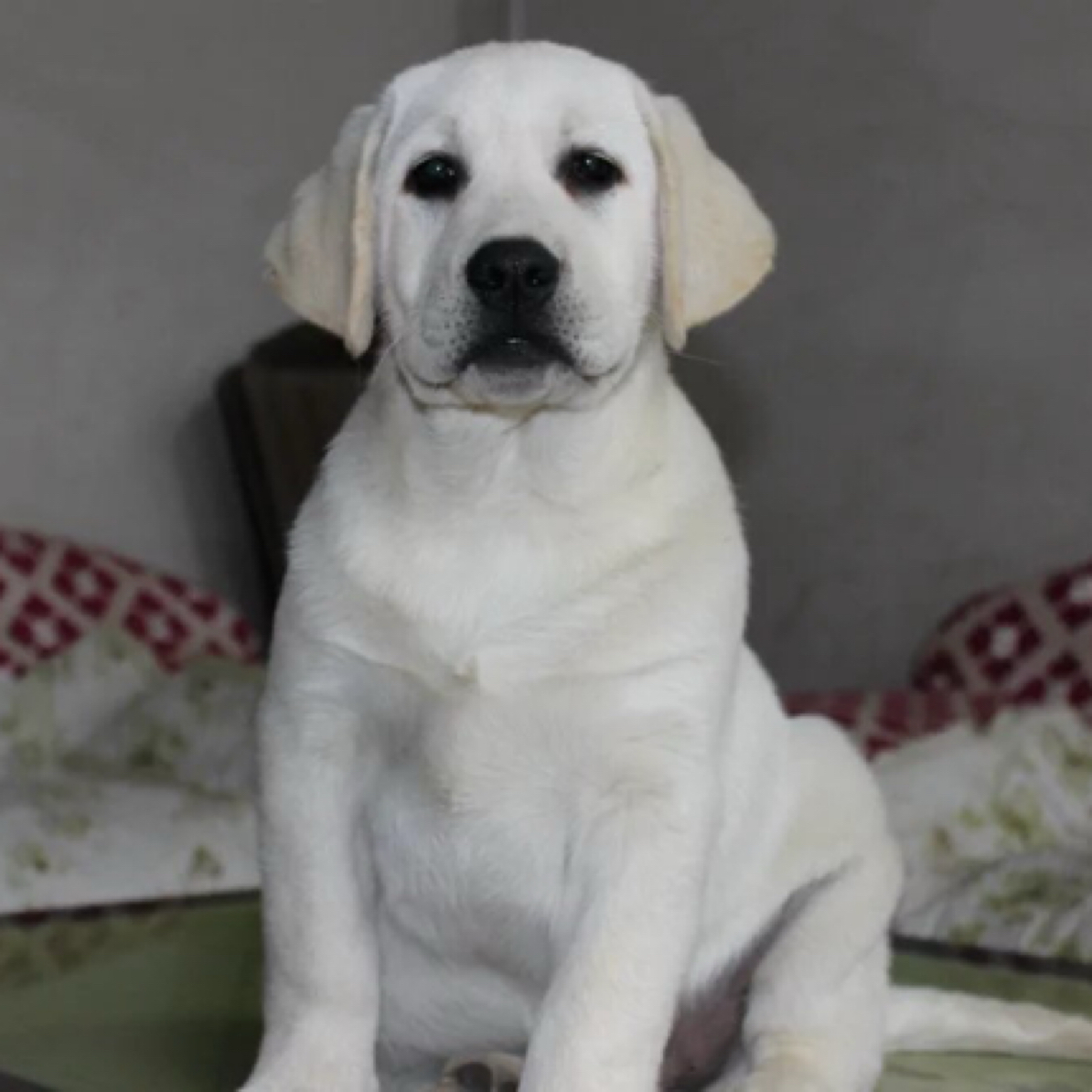 【宇泽犬舍】纯种拉布拉多双血统幼犬活体