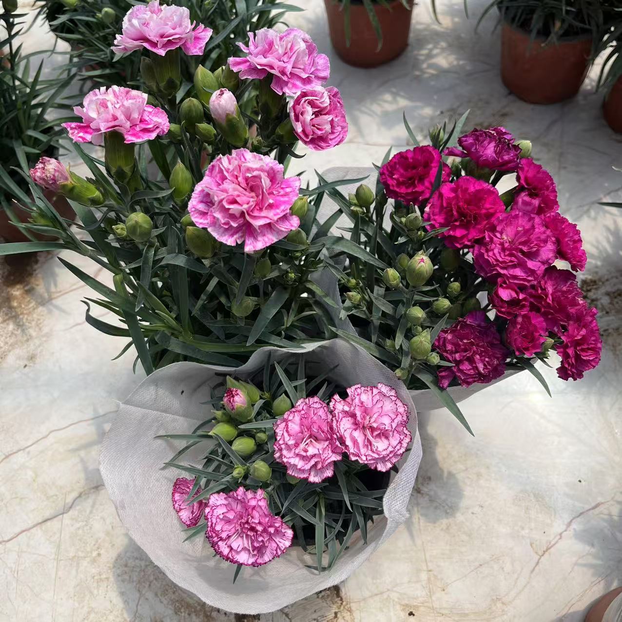 【5#母亲节专属福利】大花康乃馨浓香盆栽室内外阳台耐高温耐冻绿植