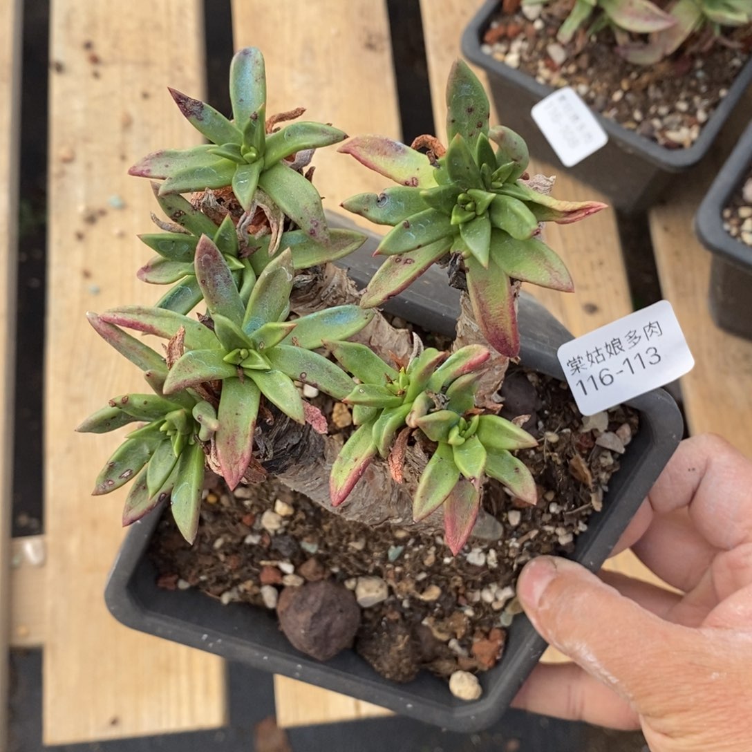 113号苹果叶小可爱