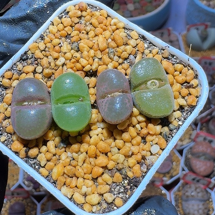 生石花2:：：。在。 65号