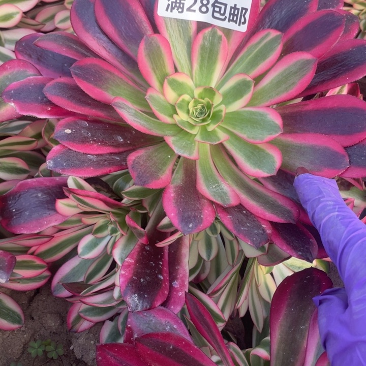 1983一号棚蛇毒多肉植物C