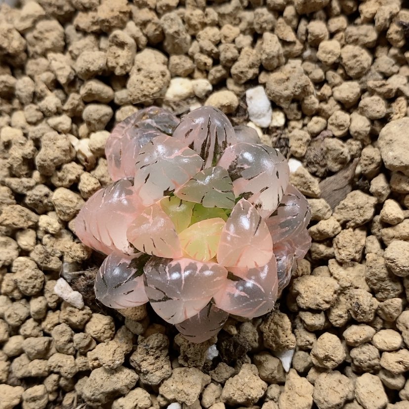 【闪购商品】18OB冰灯玉露锦