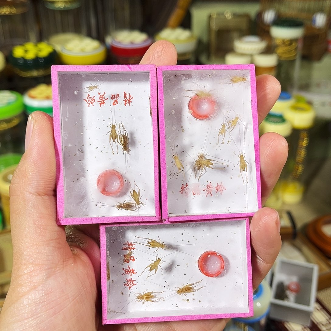 蟋蟀小黄蛉两盒送一盒