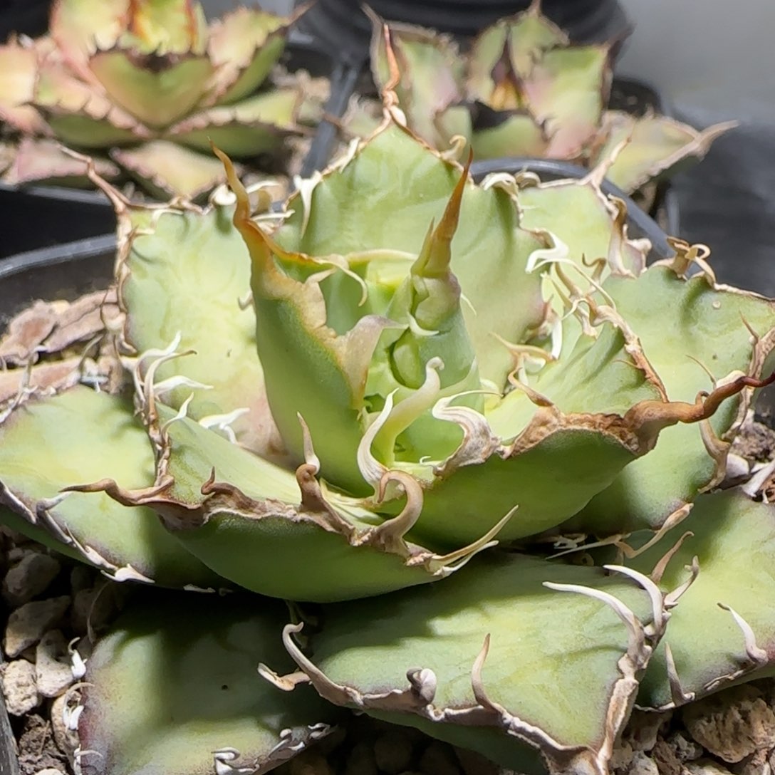 实生4啦啦啦啦啦啦啦啦