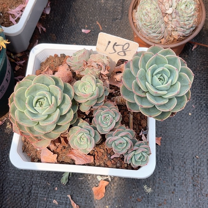 晨语多肉，一物一拍，哈密瓜