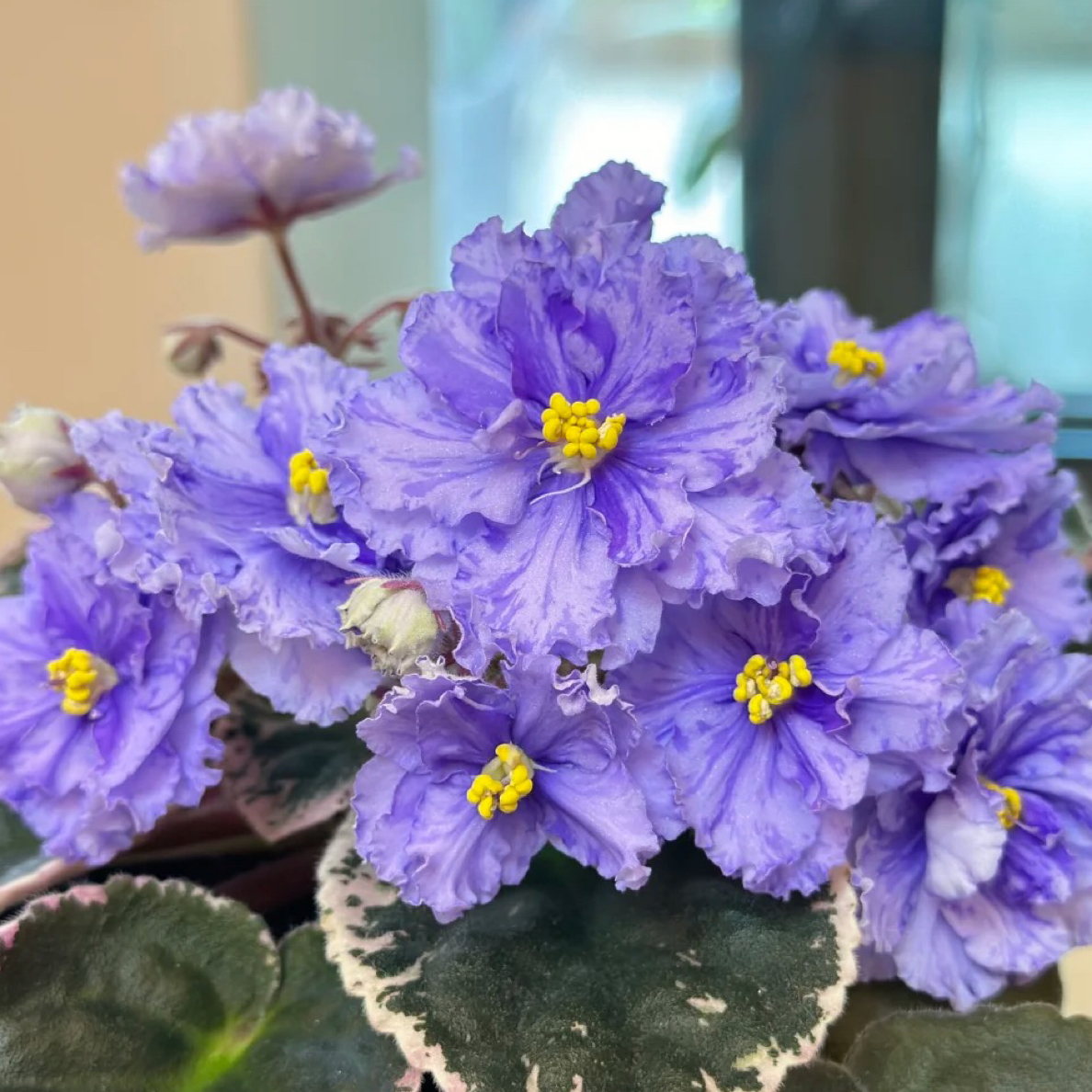 作品一号 标准款9.5盆cm 非洲堇紫罗兰室内开花 多年生草本植物