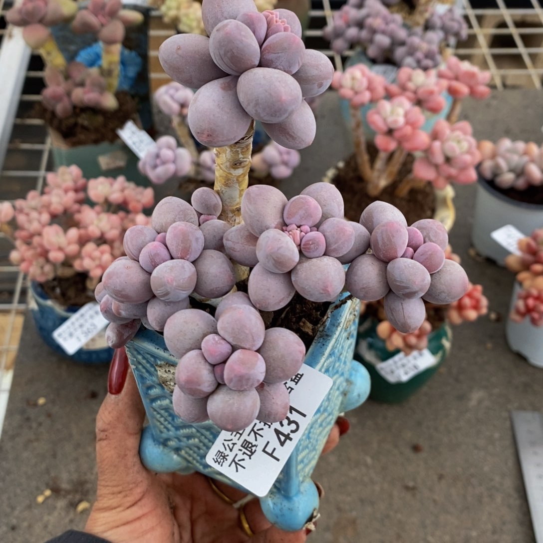 香水手指431/10c m