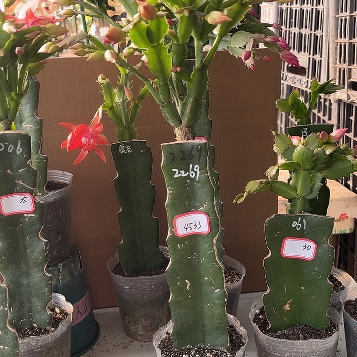 梦***当前无花朵，栽培后可花朵2269